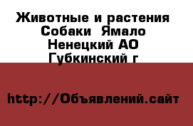 Животные и растения Собаки. Ямало-Ненецкий АО,Губкинский г.